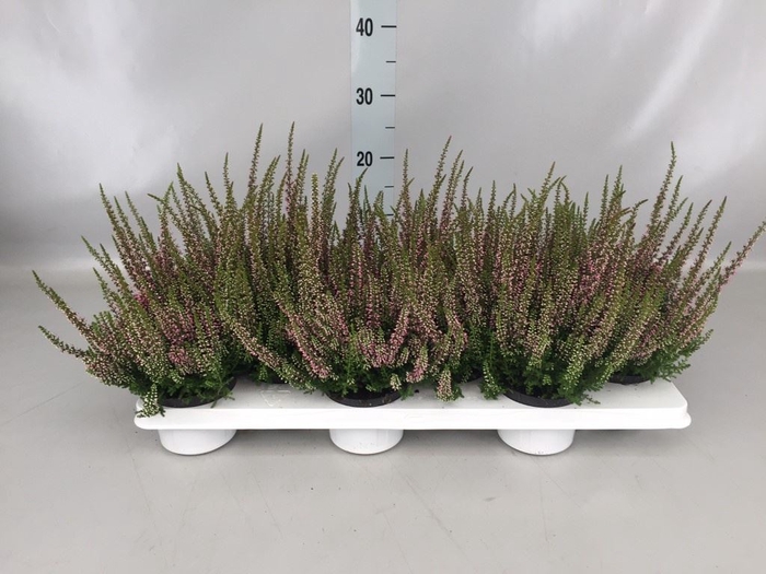 <h4>Calluna vulg. 'Beauty L Merlyn'</h4>