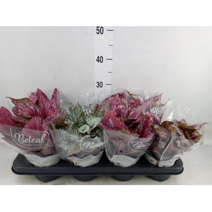 Begonia BD 'Beleaf'   ...mix