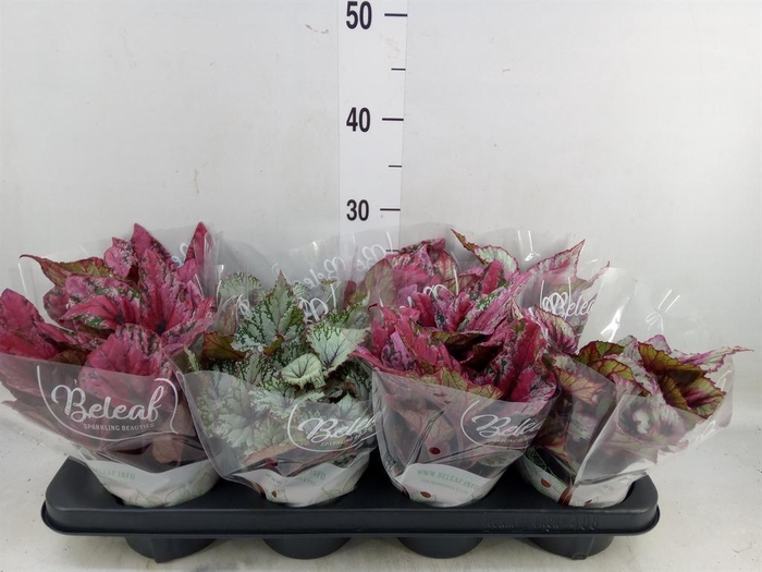 <h4>Begonia BD 'Beleaf'   ...mix</h4>