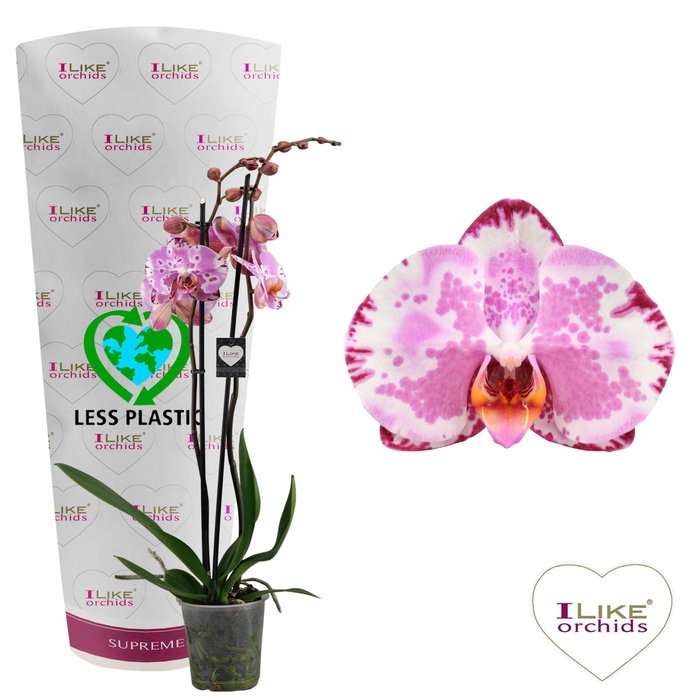 <h4>Phalaenopsis Ismaeli - 2 tak 80cm (Less Plastic)</h4>