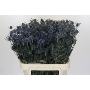 Eryngium Blue Dynamite