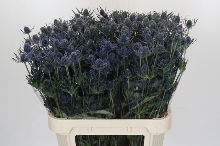 Eryngium Blue Dynamite
