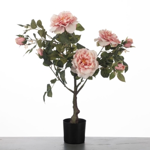 Af Rosa In Pot H75cm Pink