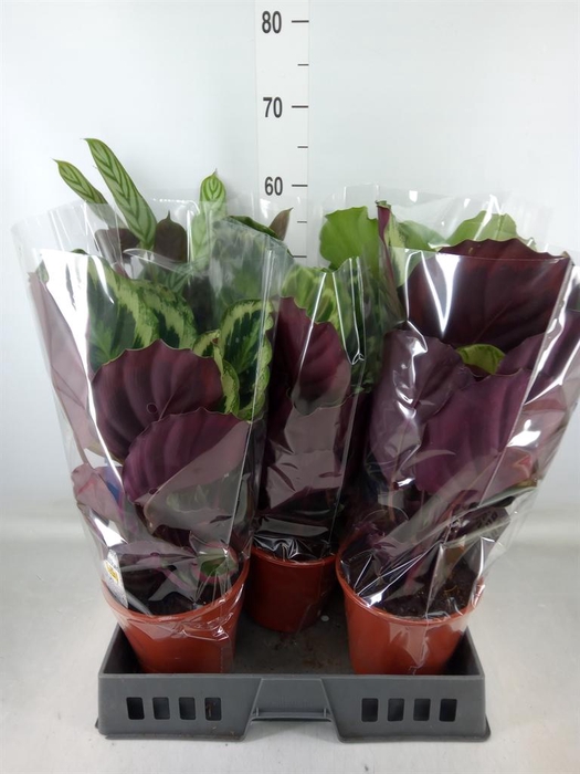 <h4>Calathea   ...mix</h4>