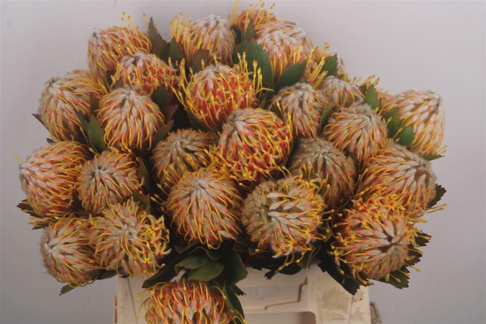 <h4>LEUCO CO VELDFIRE</h4>