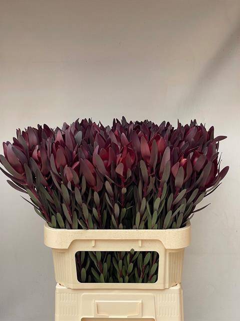 <h4>Leucadendron Safari Sunset Boa</h4>