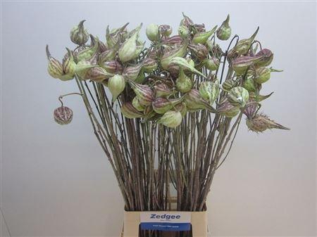 <h4>Asclepias Syriaca</h4>