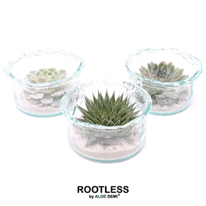 ROOTLESS Succulent, Green glass