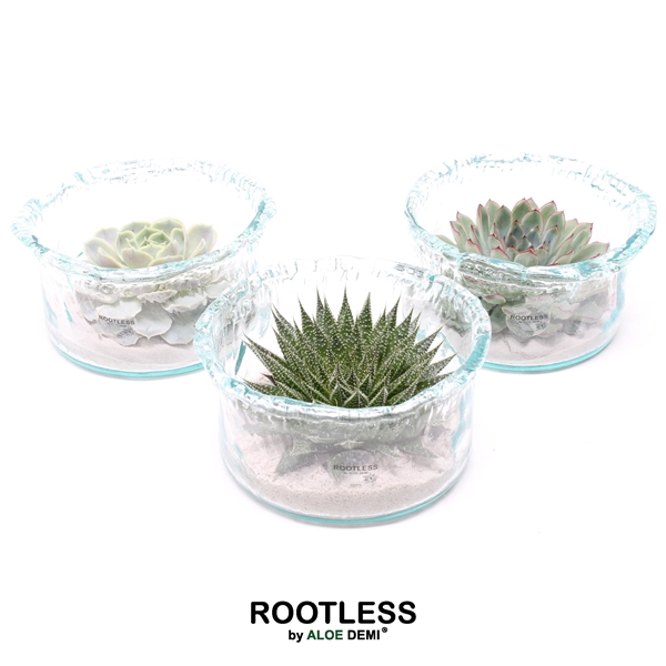 <h4>ROOTLESS Succulent, Green glass</h4>