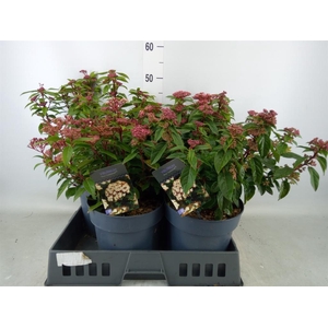 Viburnum tinus 'Spirit'