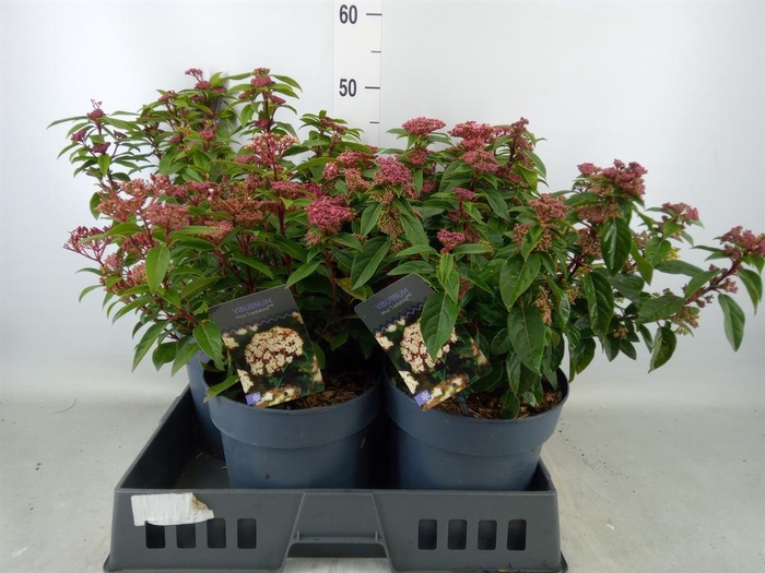 <h4>Viburnum tinus 'Spirit'</h4>