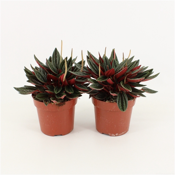 <h4>Peperomia Rosso P10.5</h4>