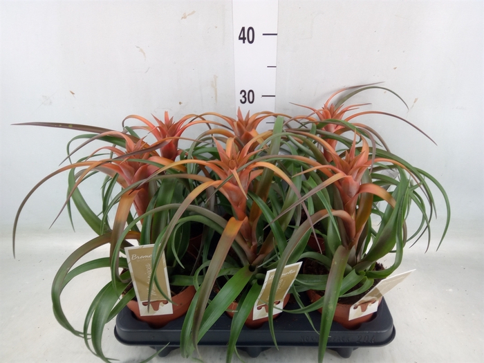 <h4>Tillandsia capitata 'Hermosa'</h4>