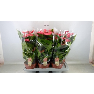 Anthurium andr. 'Melito'