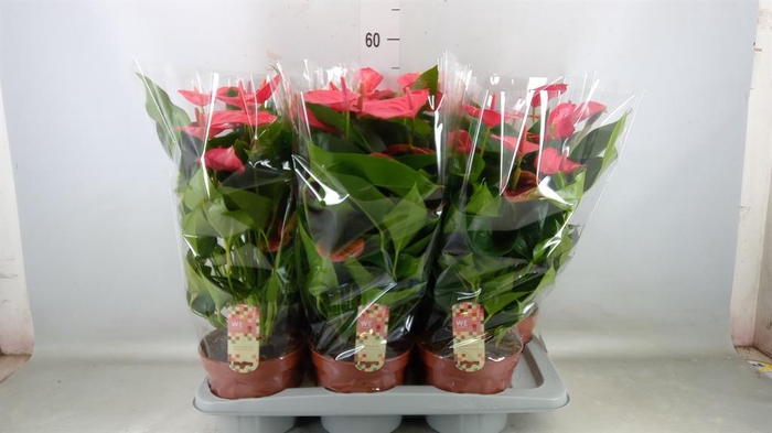 <h4>Anthurium andr. 'Melito'</h4>