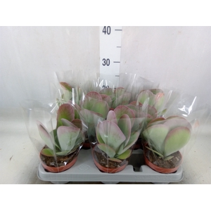 Kalanchoe NF thyrsiflora 'Red Lips'