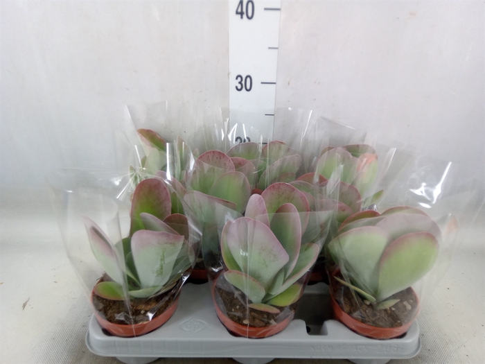 <h4>Kalanchoe NF thyrsiflora 'Red Lips'</h4>