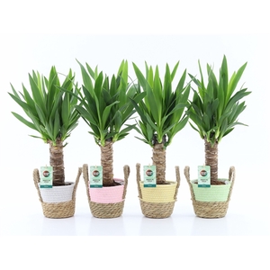 Yucca 25cm Hout 3+ kop in Noah Pastel