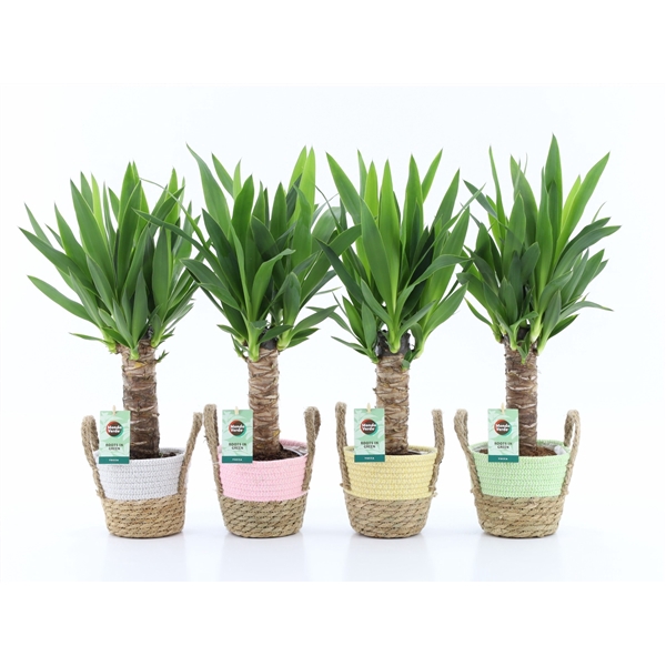 <h4>Yucca 25cm Hout 3+ kop in Noah Pastel</h4>