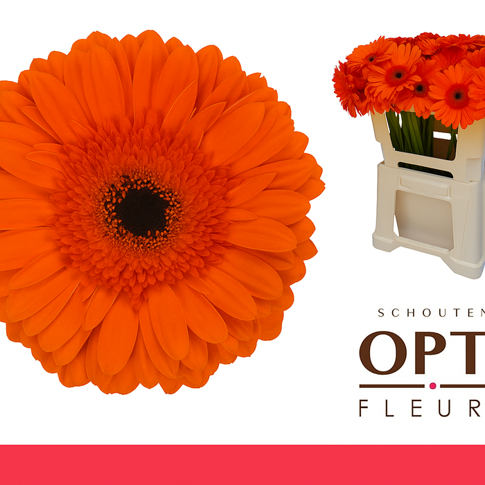 <h4>Gerbera Capella Water</h4>