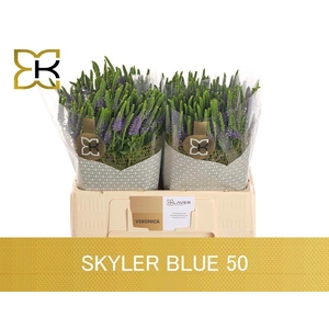 VERON L SKYLER BLUE