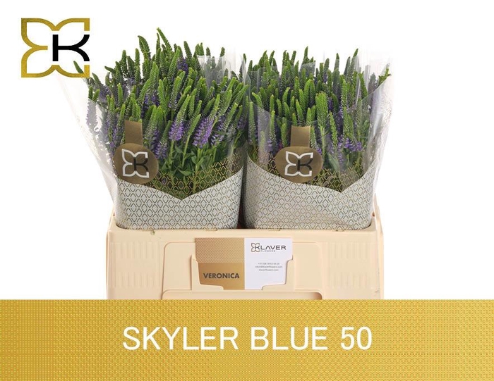 <h4>VERON L SKYLER BLUE</h4>