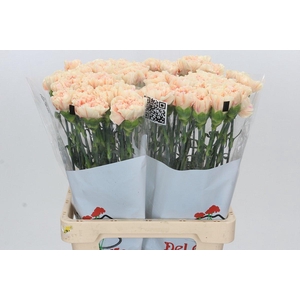 Dianthus St Apple Tea