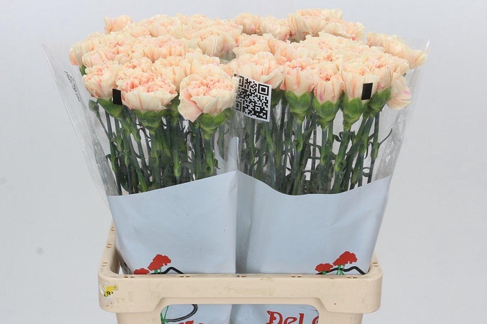 <h4>Dianthus St Apple Tea</h4>