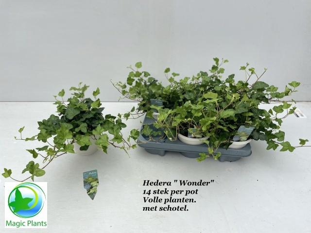 <h4>HED HE WONDER</h4>