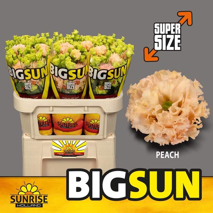 EUST BIG SUN G ALISSA PEACH