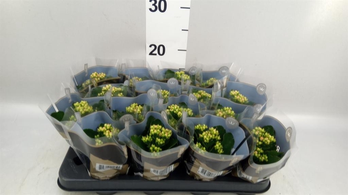 <h4>Kalanchoe blos. 'RosDon Pedro'</h4>