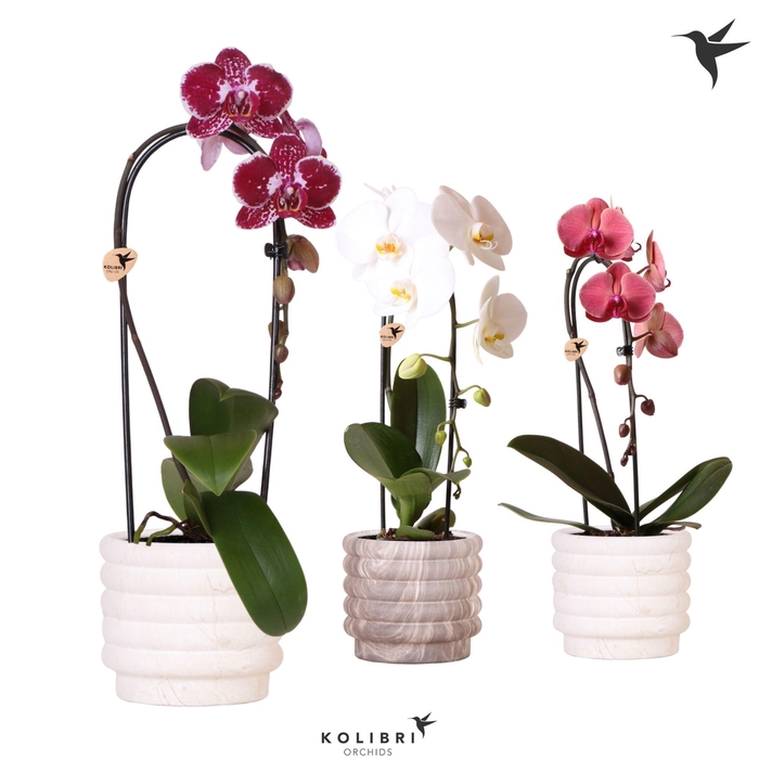 <h4>Kolibri Orchids Phalaenopsis Cascade Niagara Fall mix 1 spike in Marble pot mix</h4>