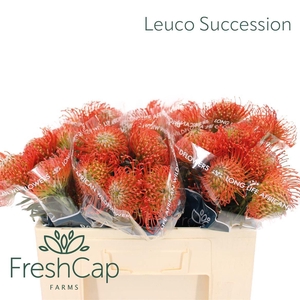 LEUCO CO SUCCESSION