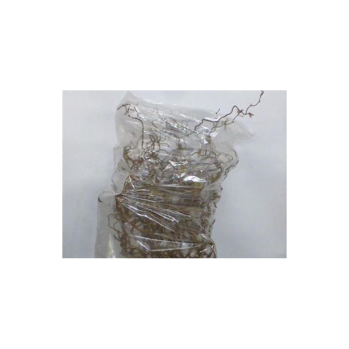 <h4>Corylus Av Contorta</h4>