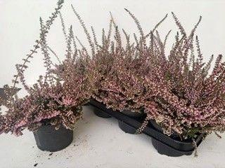 <h4>CALLU OV</h4>