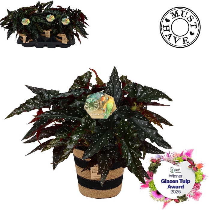 <h4>BEG MA BLACK FOREST</h4>
