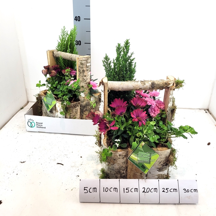 <h4>ARR TUINPLANTEN</h4>