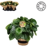 Peperomia ''Argyreia'' Watermelon in jutte mand ''must have''