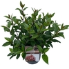 Viburnum tinus 'Spirit'®  sense C5