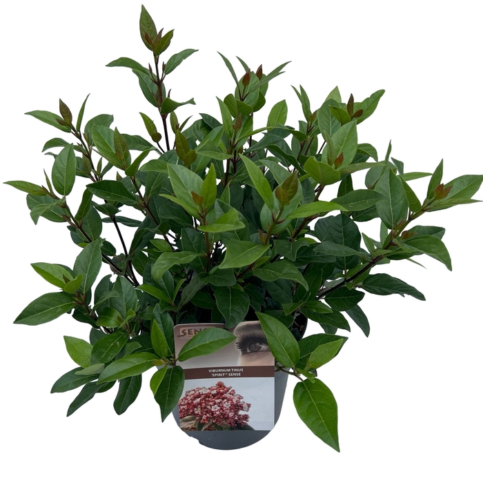 Viburnum tinus 'Spirit'®  sense C5