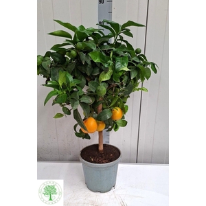 CITR LIMON