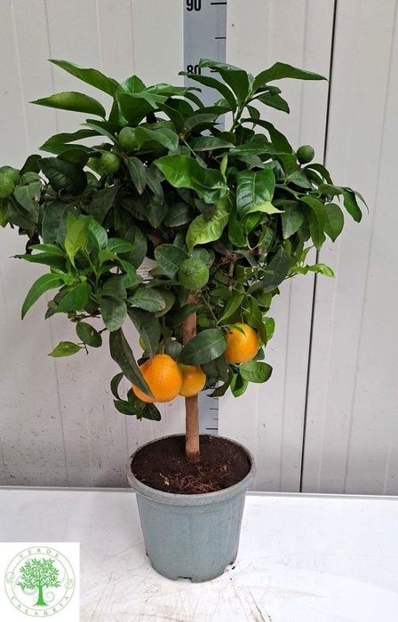 <h4>CITR LIMON</h4>