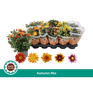 Chrysant Autumn Mix