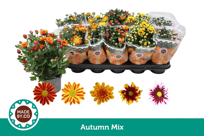 <h4>Chrysant Autumn Mix</h4>