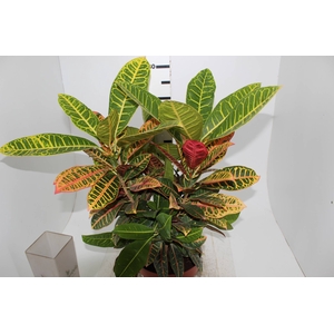 CROTON HIBRIDO PETRA P24