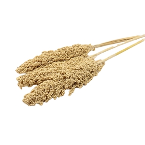 DRY INDIAN CORN NATUREL