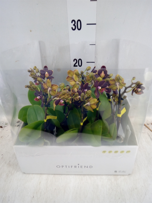 <h4>Phalaenopsis multi.   ...</h4>