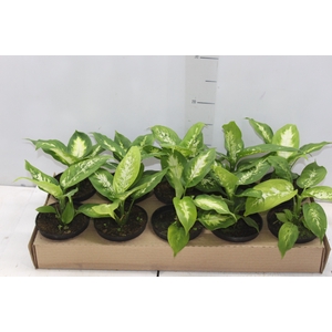 DIEFFENBACHIA VARIADO P11