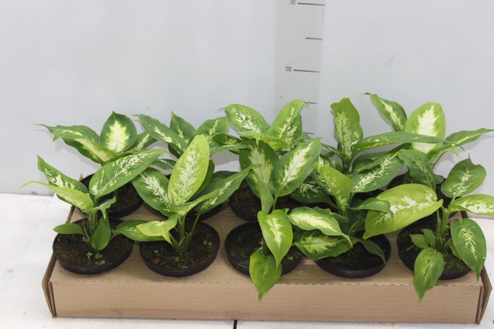 <h4>DIEFFENBACHIA VARIADO P11</h4>