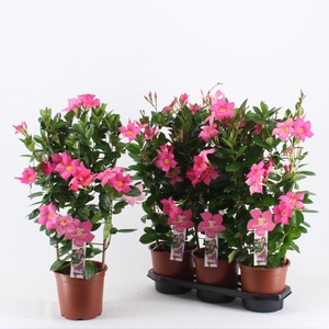 MANDE SUMMERST EA EY